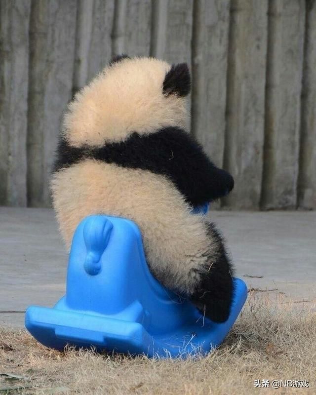 丁磊直播带货：突如其来的跑题引爆玩家关注