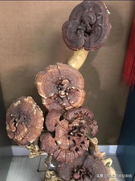 西游记中数百宝物排名，如意金箍棒入前十？