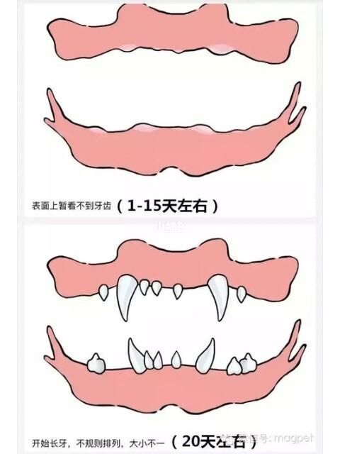 猎犬长牙加点到底该怎么加点