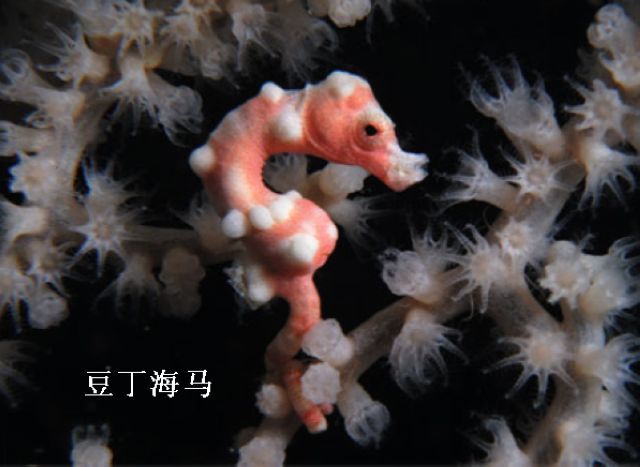 饾饤，豆丁海�? style=