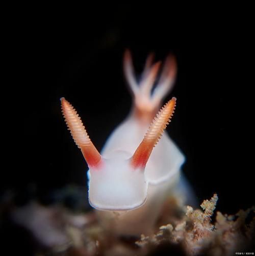 海兔是什么生物，海兔是什么类动物