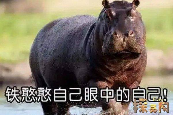 铁憨憨是什么意思网络，铁憨憨是什么意思网络用语
