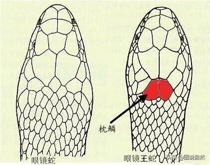 眼镜蛇鳞片哪里出，眼镜蛇鳞片哪里