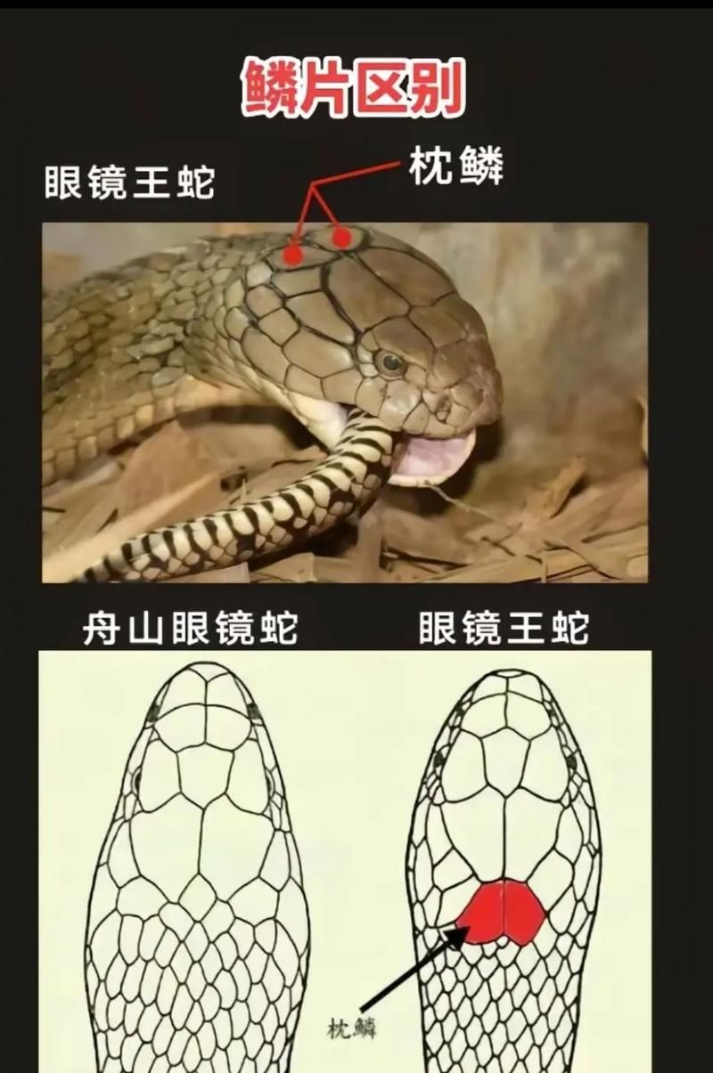 眼镜蛇鳞片哪里出，眼镜蛇鳞片哪里
