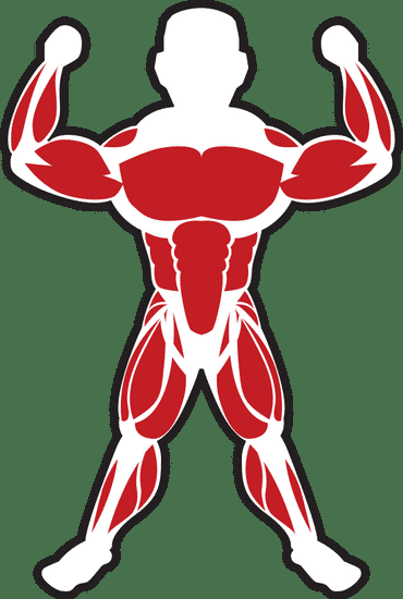 muscleman怎么读，musclemania职业卡