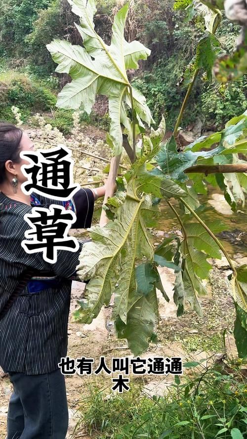 通天草的别名是什么？详细解读通天草的特性与用途