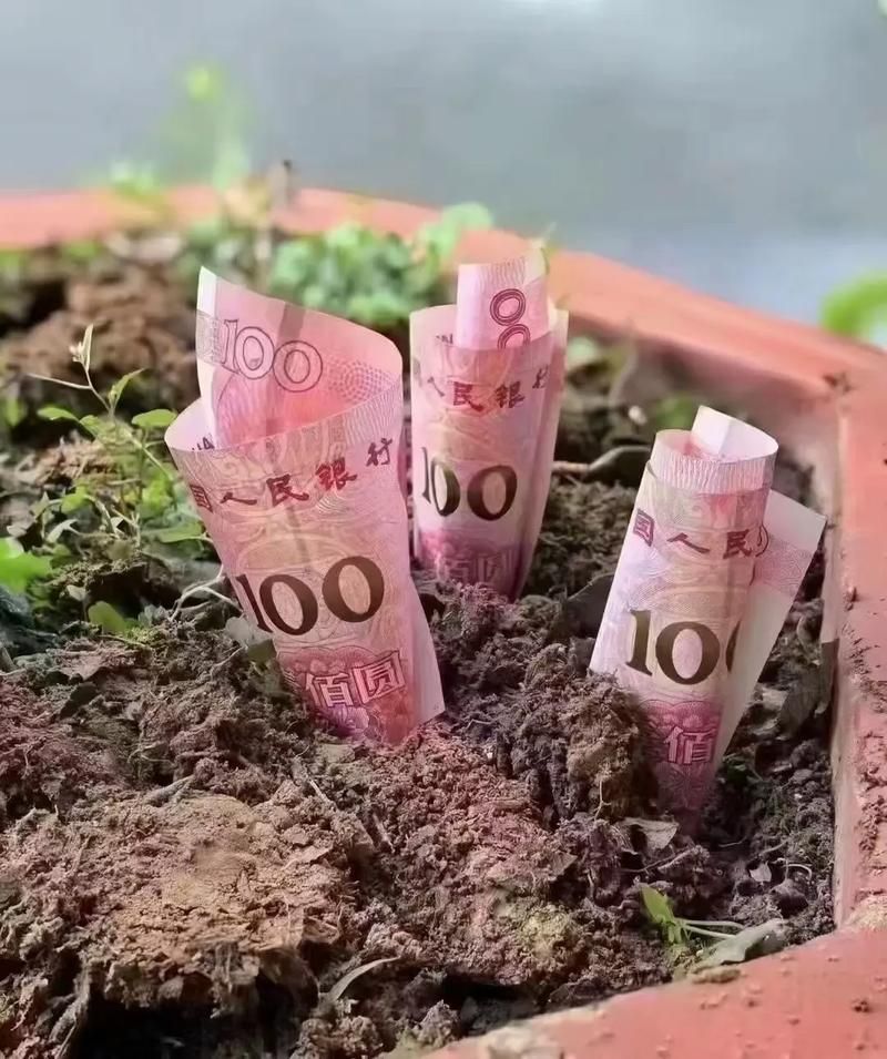 想种摇钱树？这篇种植指南帮你轻松拥有摇钱树
