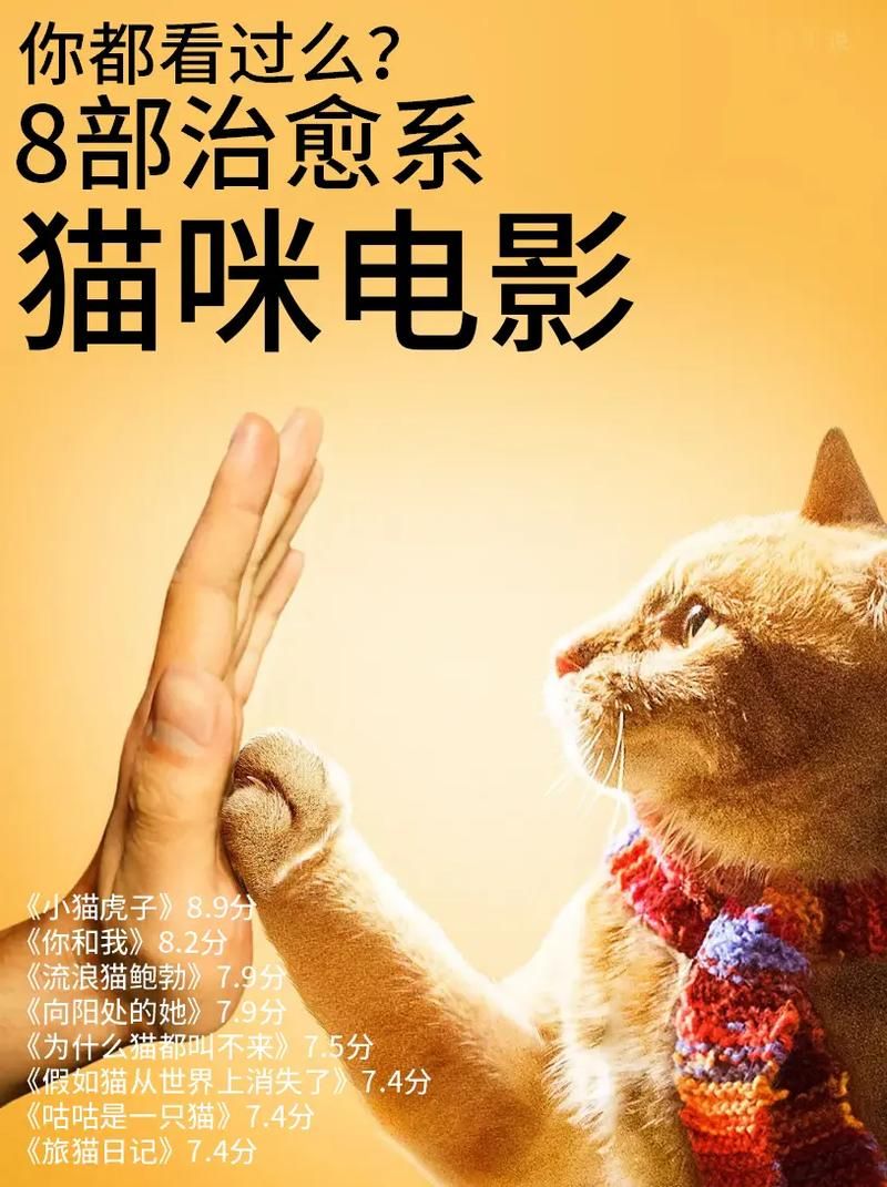 想看电影电视剧？猫咪影视满足你