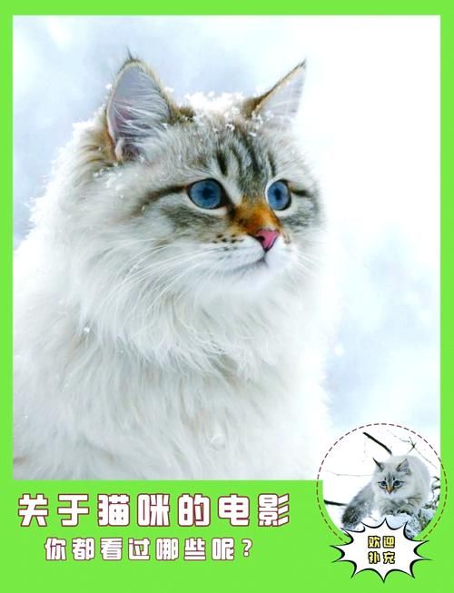 想看电影电视剧？猫咪影视满足你