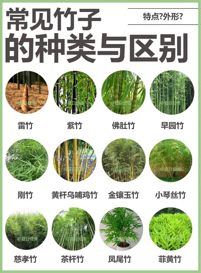 为什么竹子长得比其他植物都快？答案在这里
