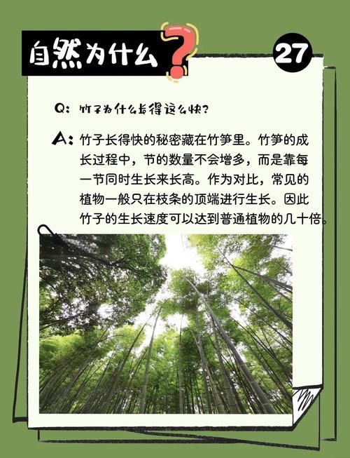 为什么竹子长得比其他植物都快？答案在这里