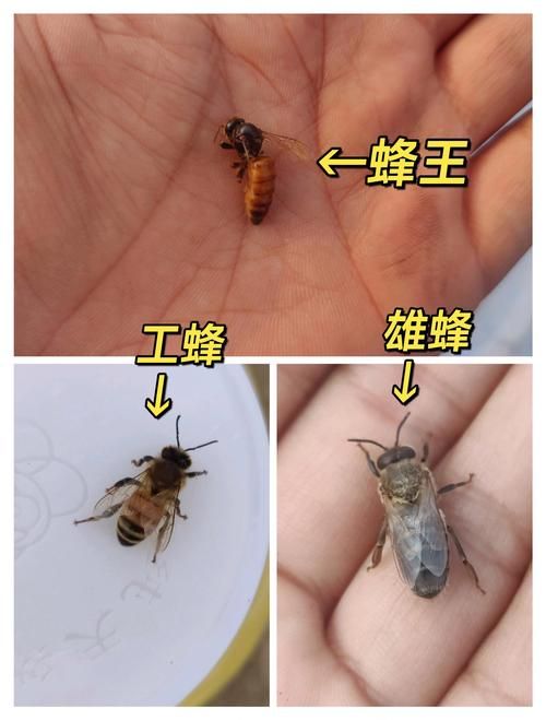 避开十大毒蜂王，野外生存必备知识！
