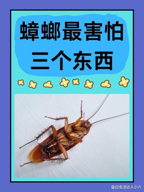 鬼蟑螂电影解说：恐怖惊悚科幻融合