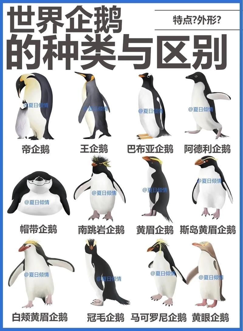企鹅都吃哪些食物？南极磷虾是主食吗？