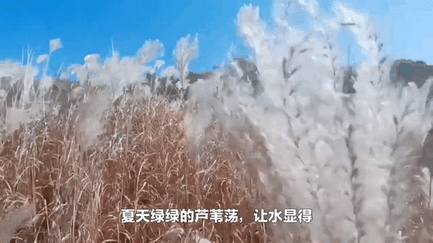游戏起名不用愁！推荐几个类似芦苇微微的游戏名！