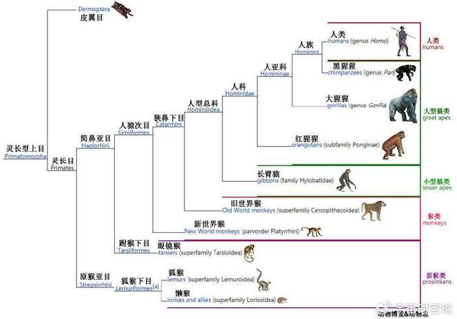 物种起源游戏所有物种进化路线，超详细解析！