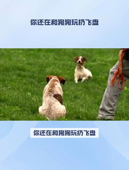 狗狗喜欢玩的游戏是什么？这几个互动游戏推荐给你！