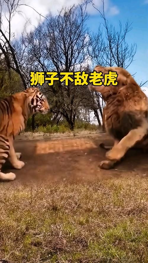 狮子老虎游戏下载攻略，正版游戏这里就能找到！
