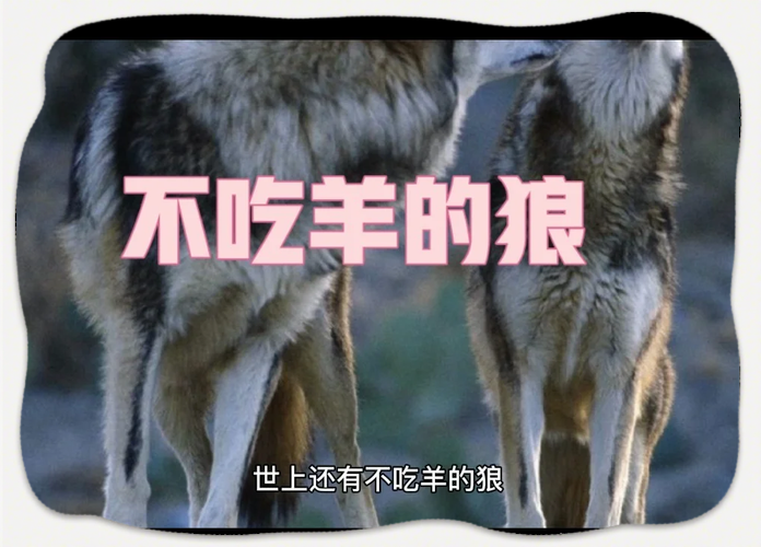 狼抓羊游戏规则是什么？一篇文章让你彻底搞懂！