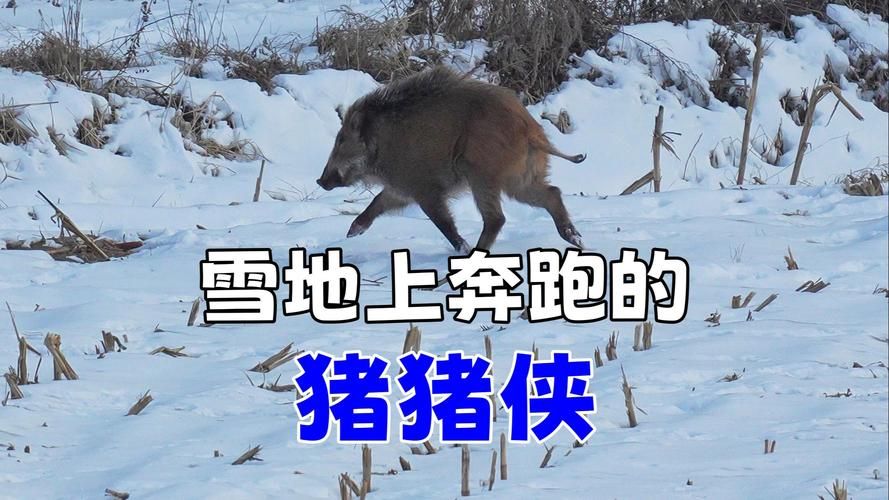 猪猪侠跑步游戏怎么下载？手把手教你快速安装！