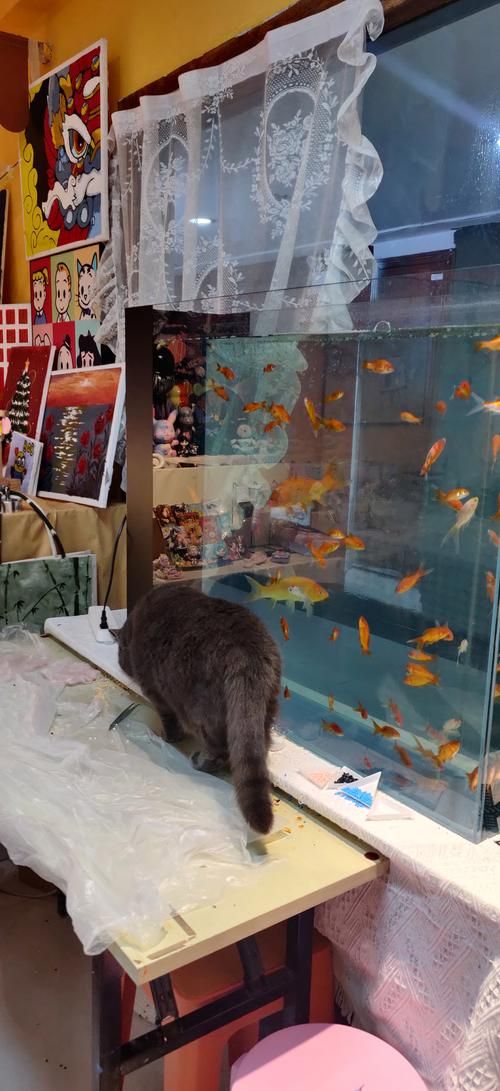 猫咪抓鱼游戏叫什么名字？这几款让主子玩疯了！