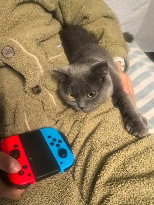 猫喜欢玩的手机游戏怎么选？这几个类型猫咪超爱！
