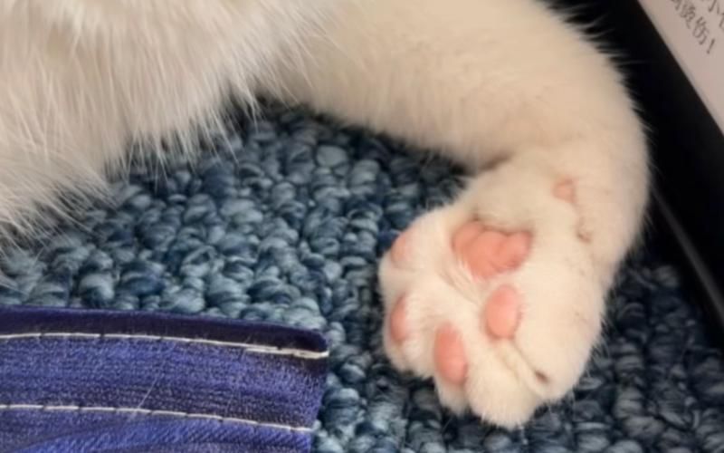 猫爪推荐好游戏真的好玩吗？玩家真实体验分享！