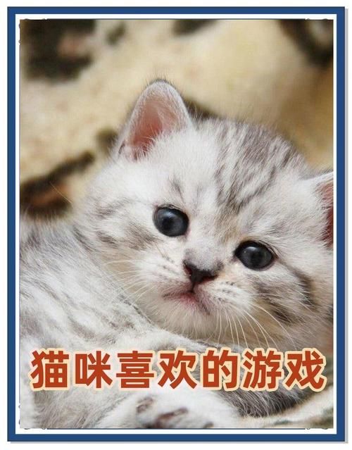 猫猫玩的手机游戏推荐，让你的猫咪告别无聊！