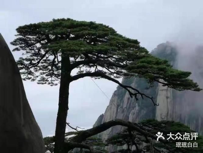 迎客松游戏大厅在哪下载？新版官方APP免费安装！