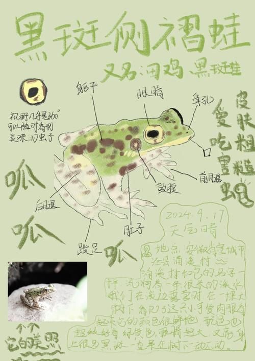 青蛙的游戏怎么玩？新手必看超简单攻略来啦！