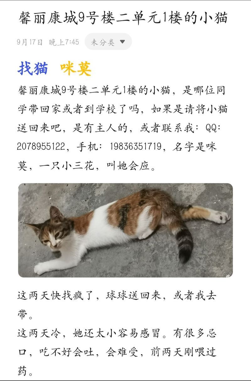 音乐游戏找小猫太难了！高分技巧都在这了！