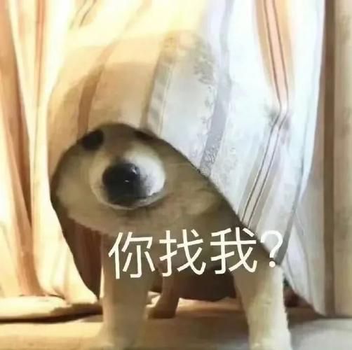 2023最新搞笑qq表情包 斗图必备神器