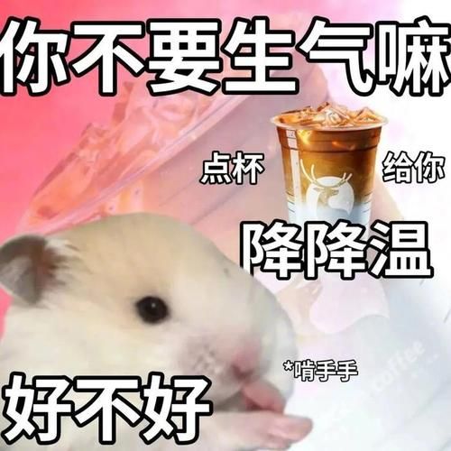 2023最新搞笑qq表情包 斗图必备神器