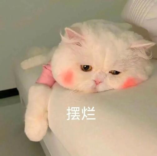2023最新搞笑qq表情包 斗图必备神器