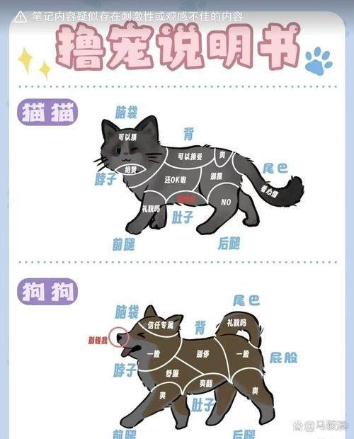 chickhen饲养全攻略 从入门到精通的步骤解析