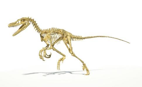 wow化石迅猛龙外观展示 迅猛龙化石坐骑好看吗