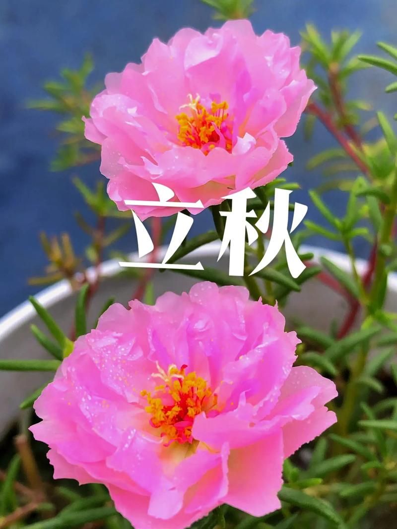 8月7日立秋是几点今年立秋时刻表出炉