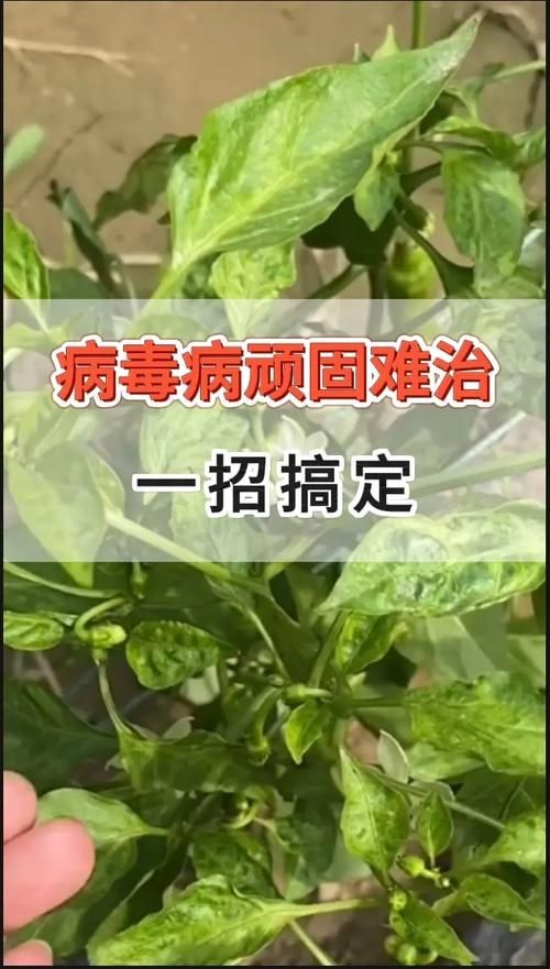 autorun专杀使用方法 简单几步轻松搞定病毒