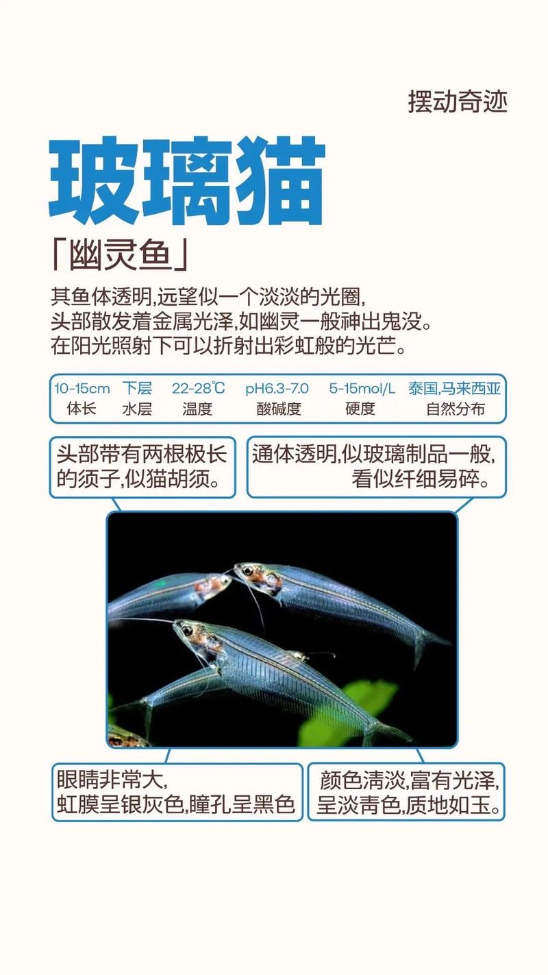 barreleye透明头鱼 科学家发现其独特视觉系统