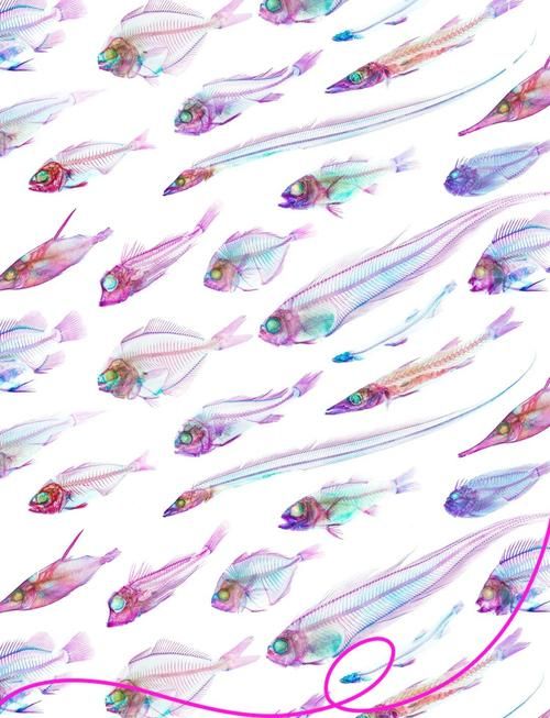 barreleye透明头鱼 科学家发现其独特视觉系统