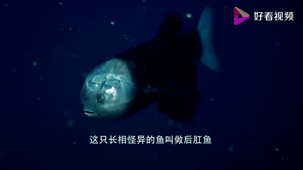 barreleye透明头鱼 科学家发现其独特视觉系统